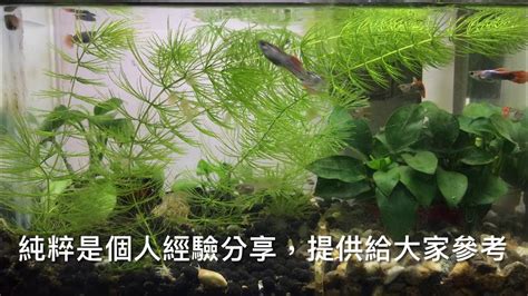 養魚先養水|養水指南！硝化菌怎麼看？水如何養？還沒養水就買魚。